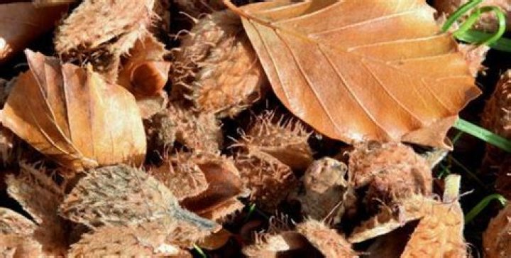 Do deer like beech nuts?