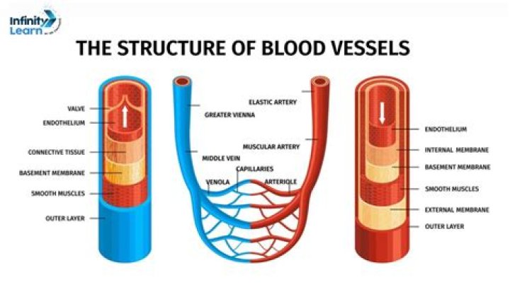 Do dermis have blood vessels?