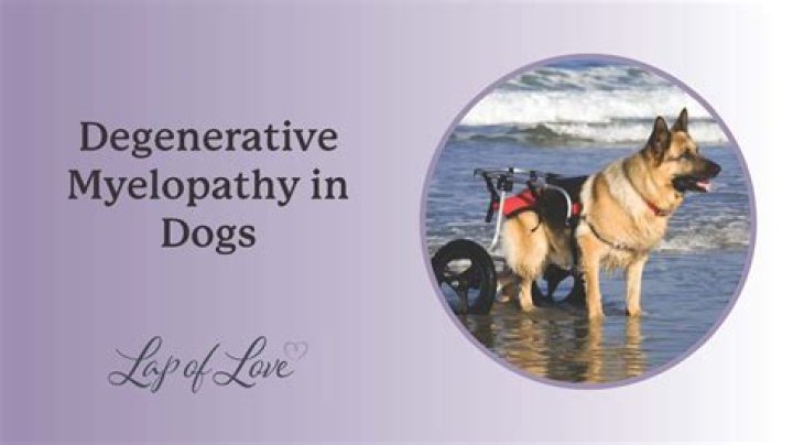 Do dogs die from degenerative myelopathy?