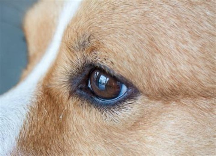 Do dogs have white eyes?