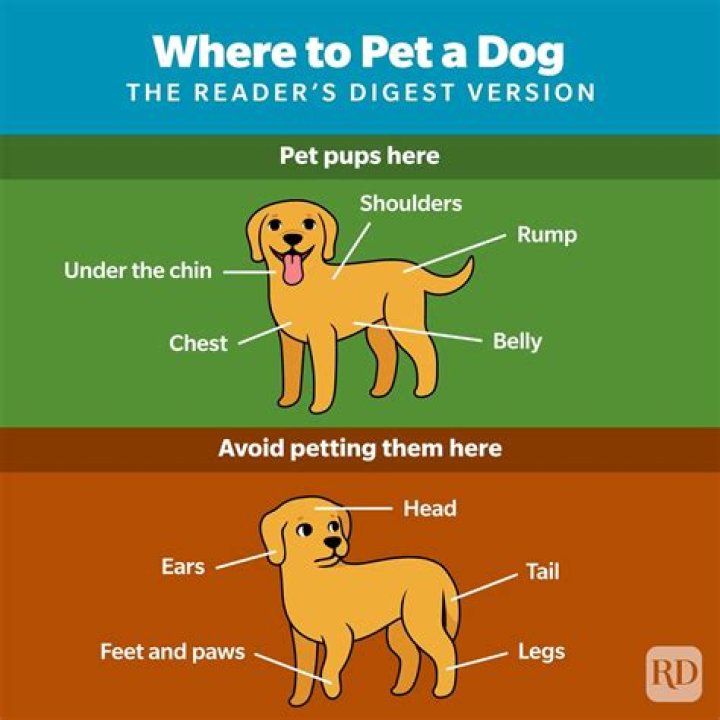 Do dogs like being pet?