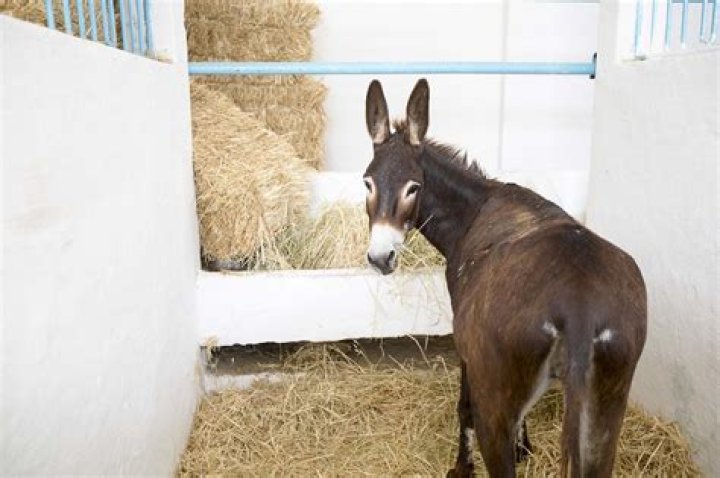 Do donkeys eat hay?