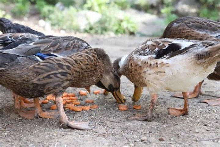 Do ducks eat trouts?
