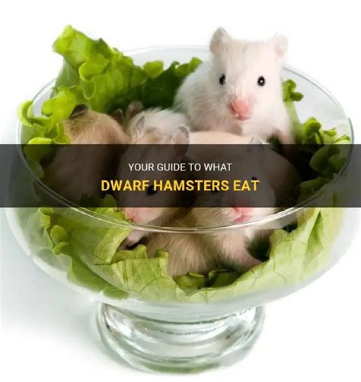 Do dwarf hamsters eat?