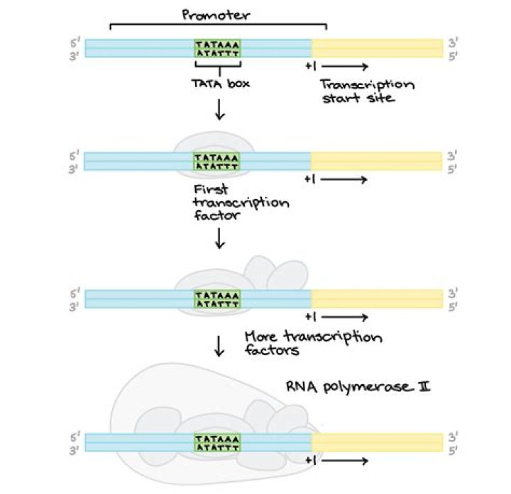 Do eukaryotes have a terminator sequence?
