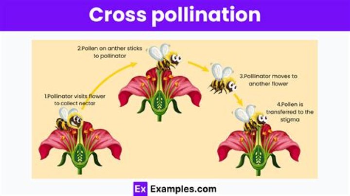 Do flowers cross pollinate?