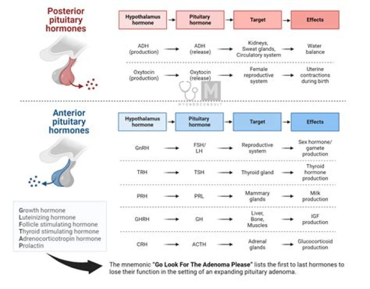 Do fragrances affect hormones?