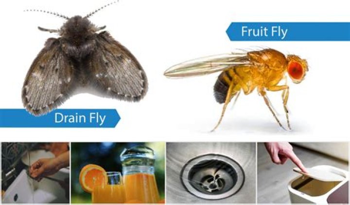 Do fruit flies contaminate food?