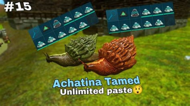 Do gachas eat achatina paste?