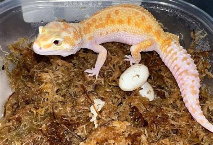 Do geckos lay eggs?