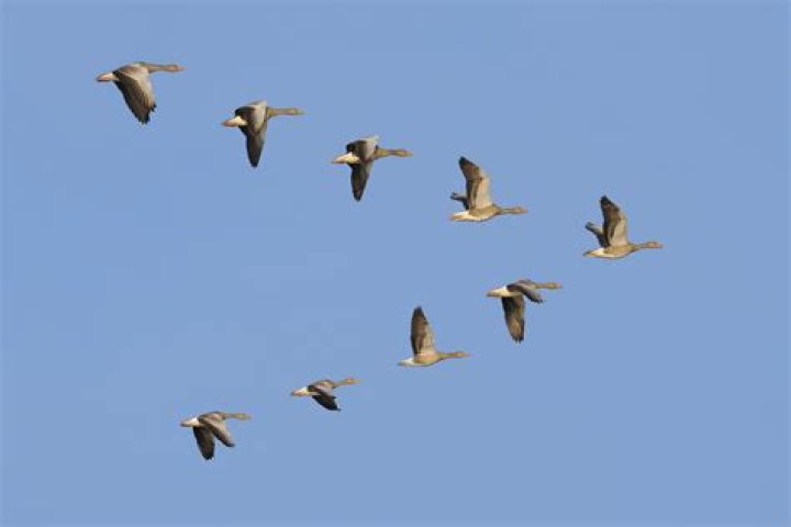 Do geese fly alone?