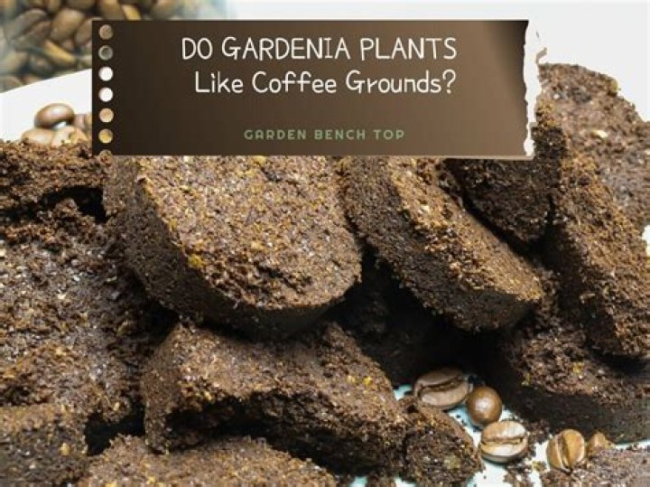 Do geraniums like coffee grounds?