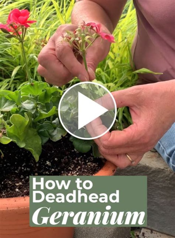 Do geraniums need deadheaded?