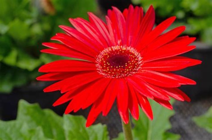 Do gerbera daisies need full sun?