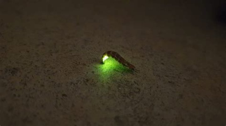 Do glow worms make a dim light?