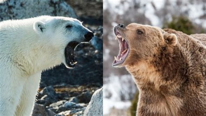 Do grizzlies and polar bears fight?