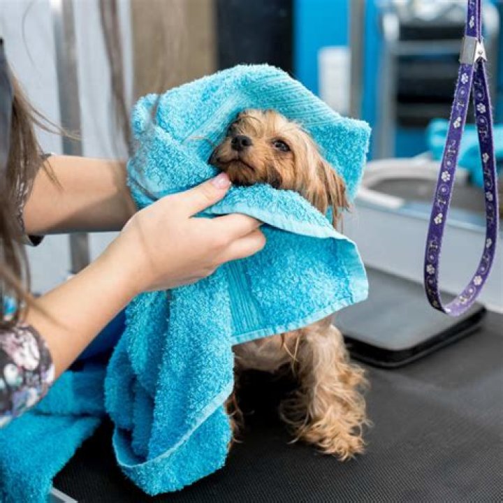 Do groomers give dogs sedatives?