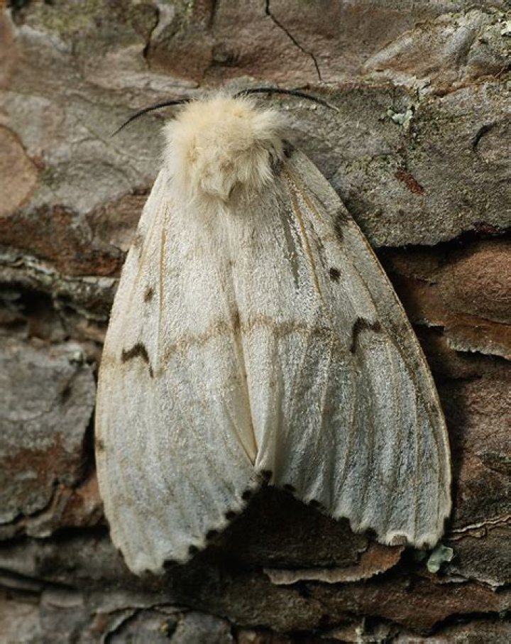 Do gypsy moths like all trees?
