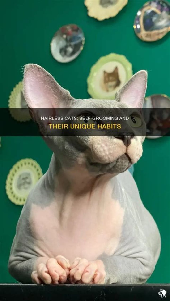 Do hairless cats lick themselves?