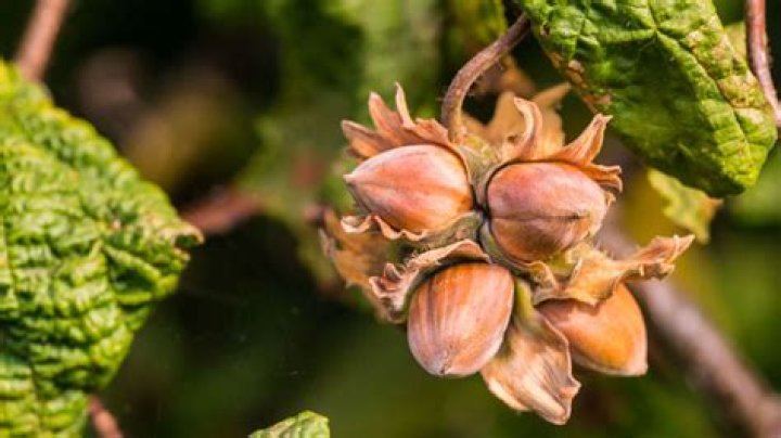 Do hazel trees produce hazelnuts?