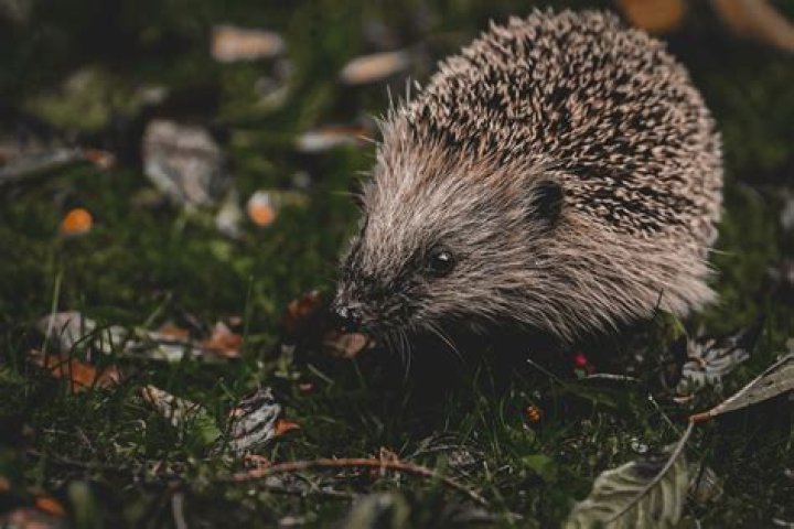 Do hedgehog quills grow back?