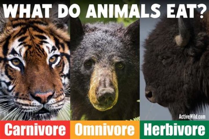 Do herbivorous animals eat?