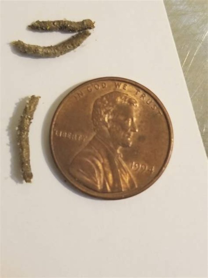 Do hermit crabs poop?