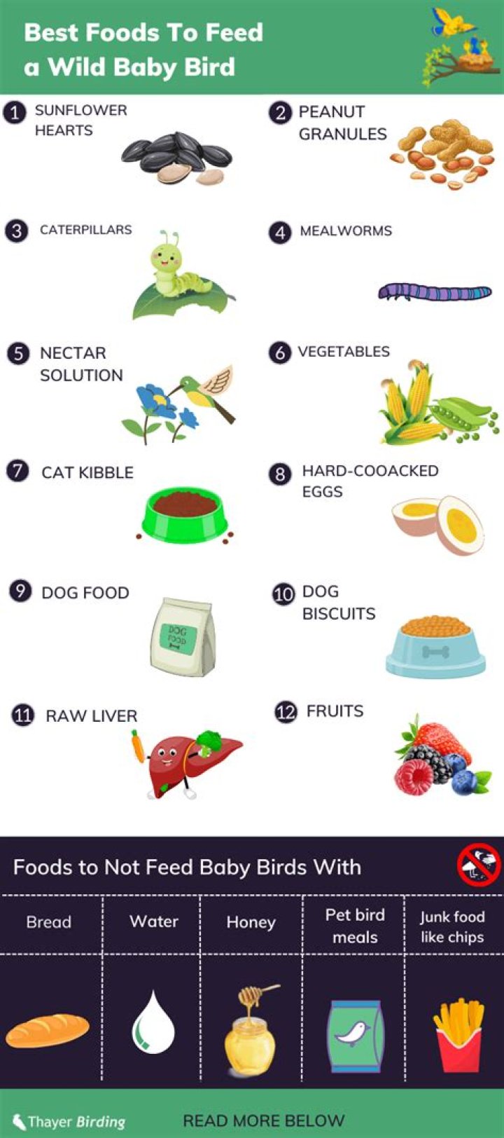 Do i feed a baby mockingbird?