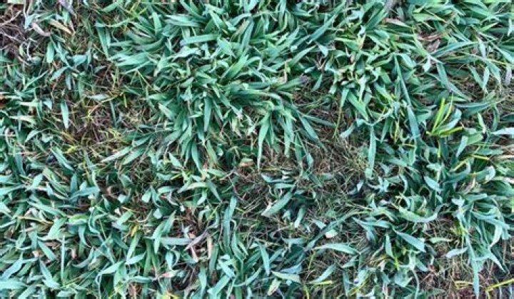 Do i need to pull dead crabgrass?