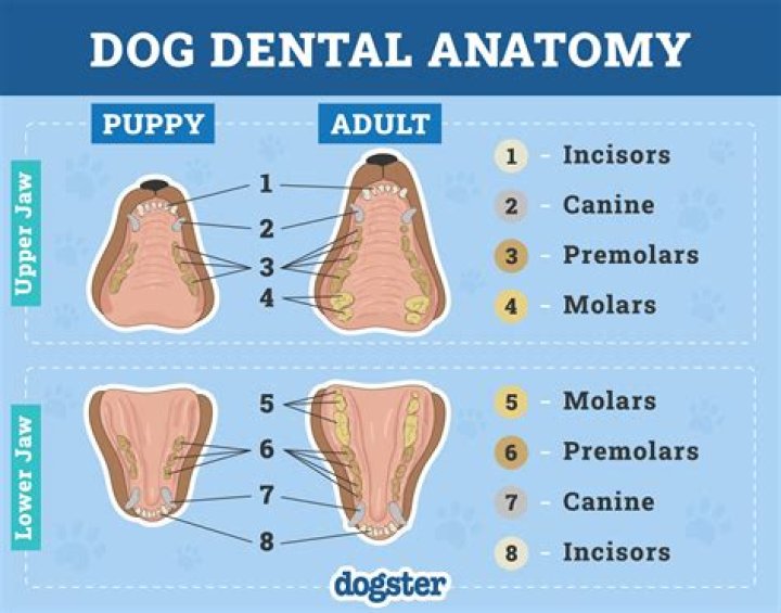 Do if your dog loses tooth?