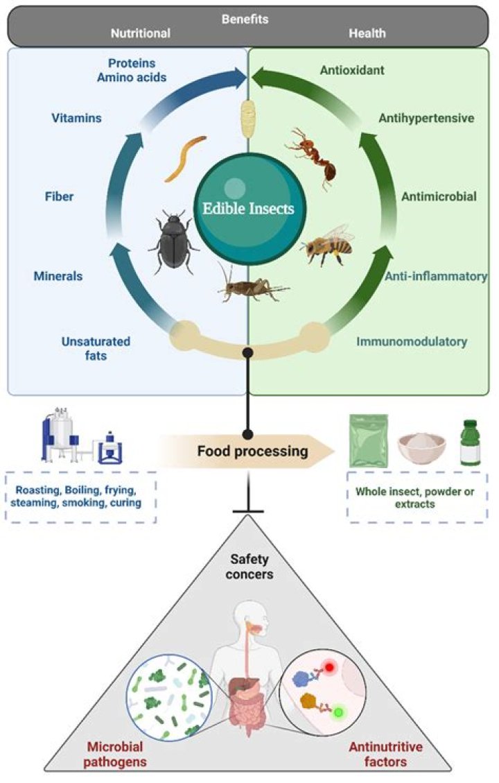 Do insects have adaptive immunity?