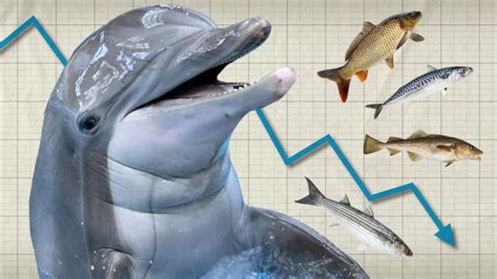 Do irrawaddy dolphins migrate?