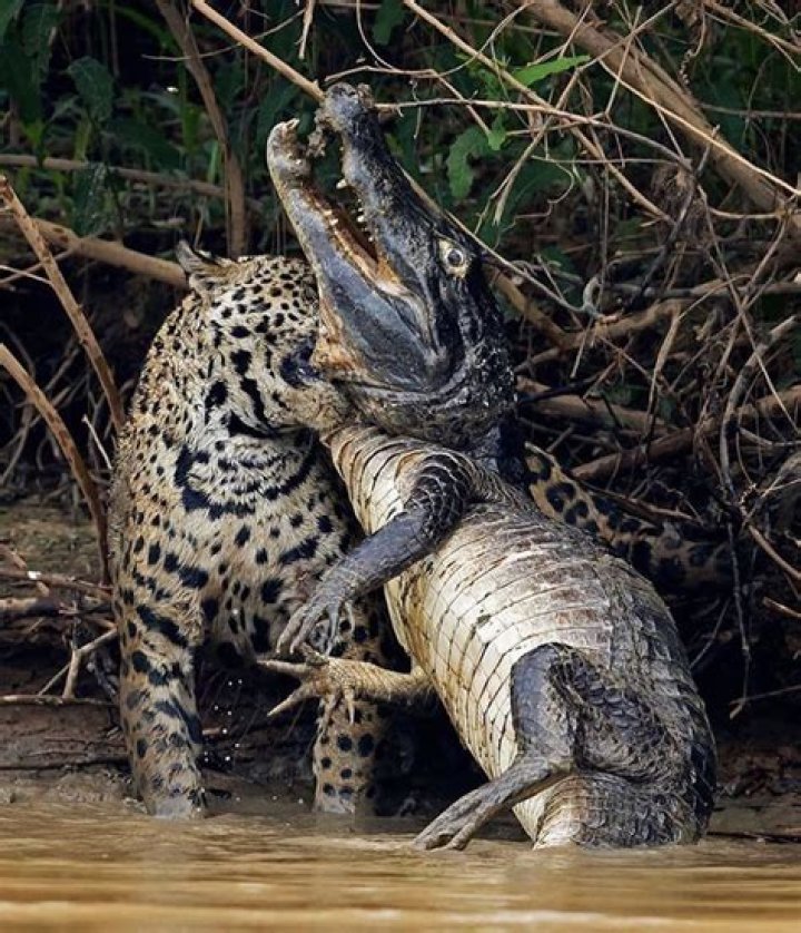 Do jaguars eat crocodiles?