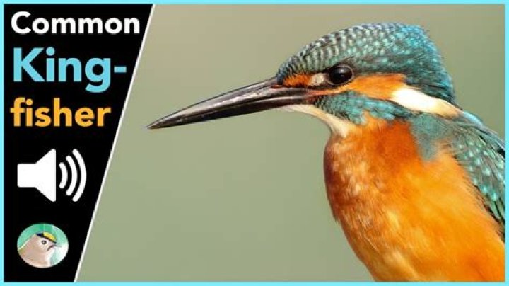 Do kingfisher make sounds?
