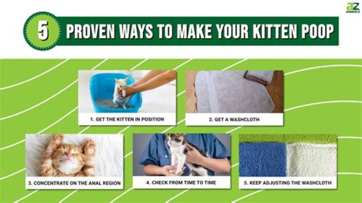 Do kittens need help pooping?