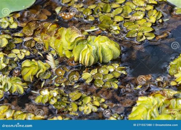 Do koi eat salvinia?