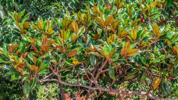 Do kumquat trees lose their leaves?