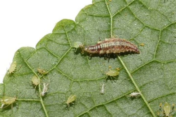 Do lacewings eat plants?