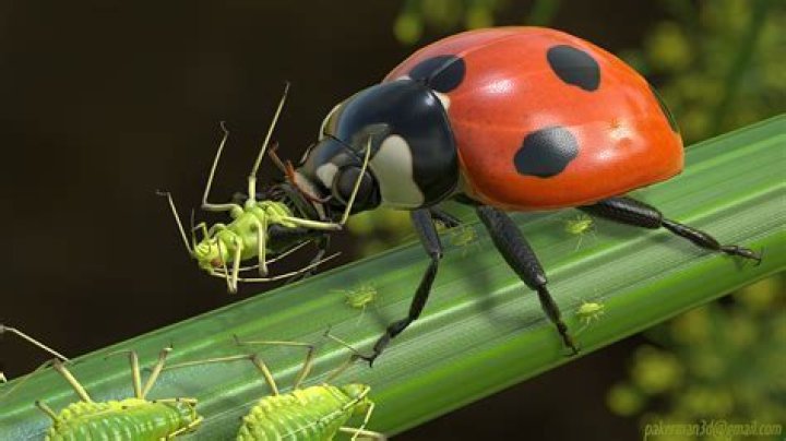Do ladybugs eat leafhoppers?