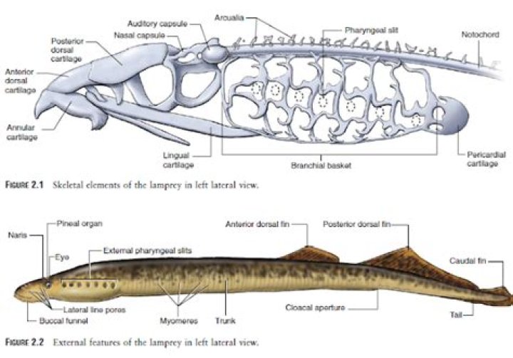 Do lampreys have a cranium?