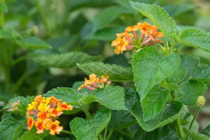 Do lantana attract butterflies?