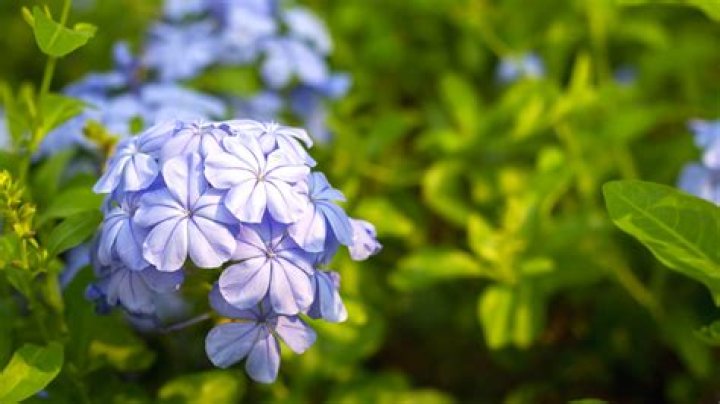 Do larkspur like sun or shade?