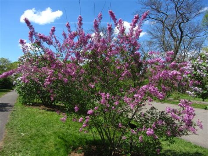 Do lilacs grow in north carolina?