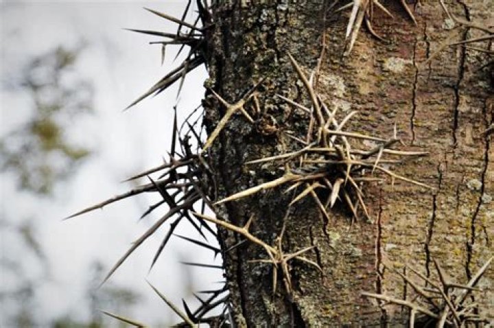 Do limequat trees have thorns?