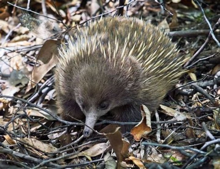 Do long-beaked echidna lay eggs?