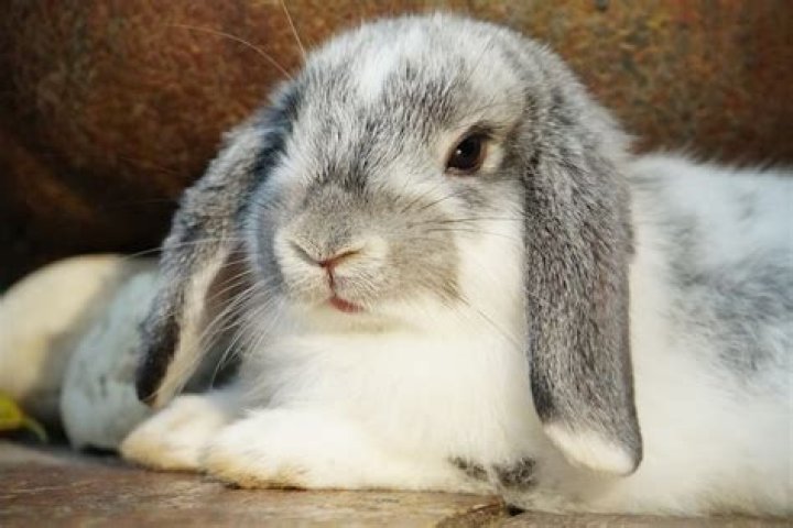 Do lop-eared bunnies live?