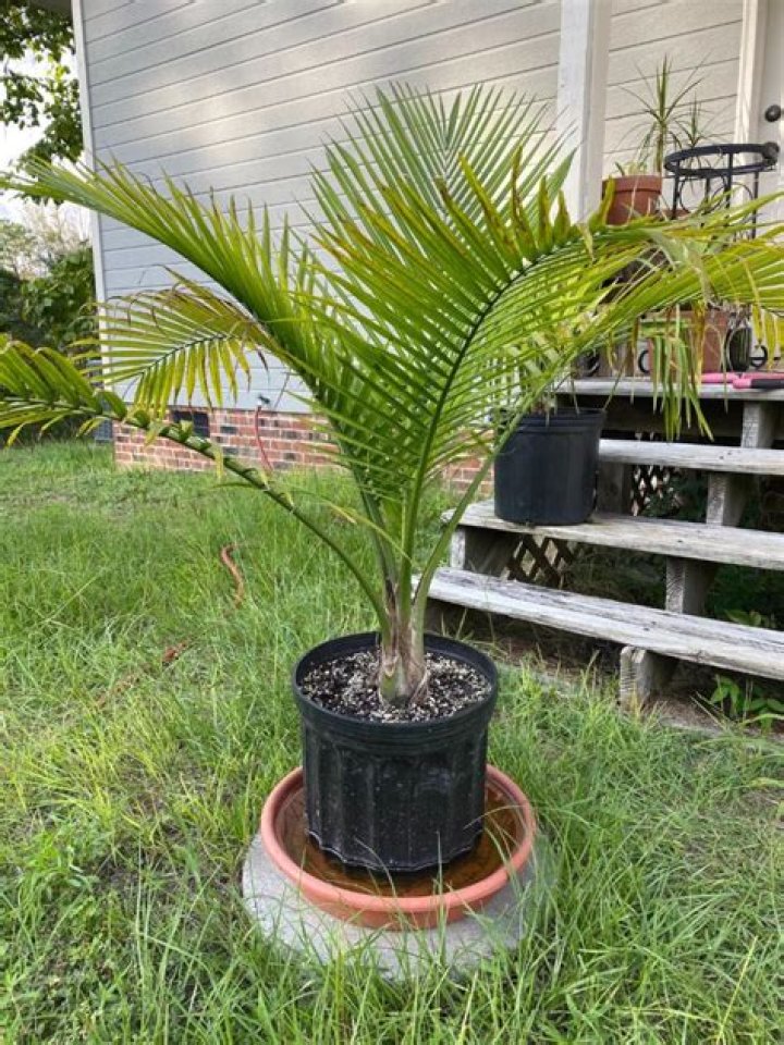 Do majesty palms need drainage?