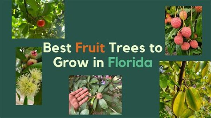 Do mamoncillo trees grow in florida?