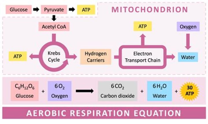 Do microaerophiles use aerobic respiration?