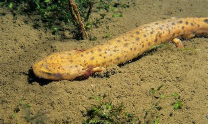 Do mudpuppy live in ontario?